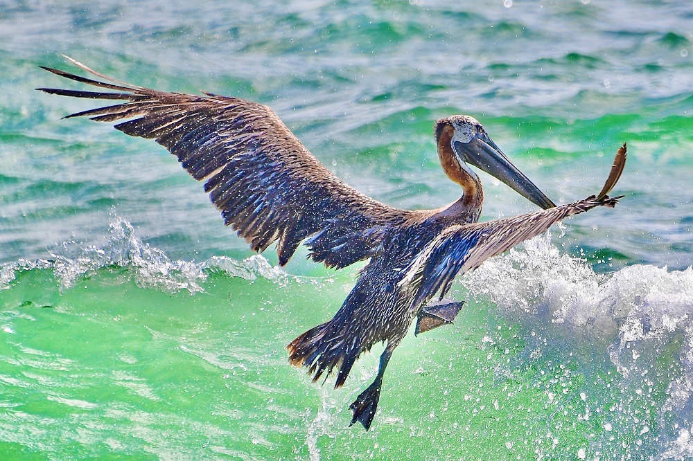 Sun Photo A00050 Pelican clearing a wave in Miami Beach, Florida